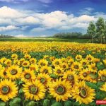 Tranh hoa hướng dương tươi rạng ngời ST29