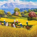 Tranh ruộng bậc thang mùa màng gặt Lúa chín St34